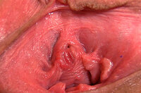 Gapemypussy Passwort s0